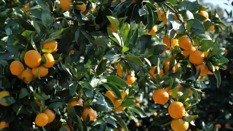 湖北南漳柑橘园里的技术达人曾庆章