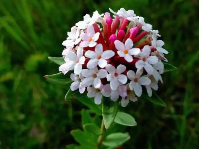每日一花狼毒花