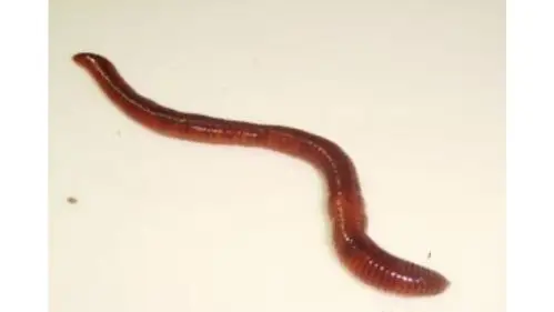 2.出示蚯蚓图片,引导幼儿看一看,说一说蚯蚓的样子.