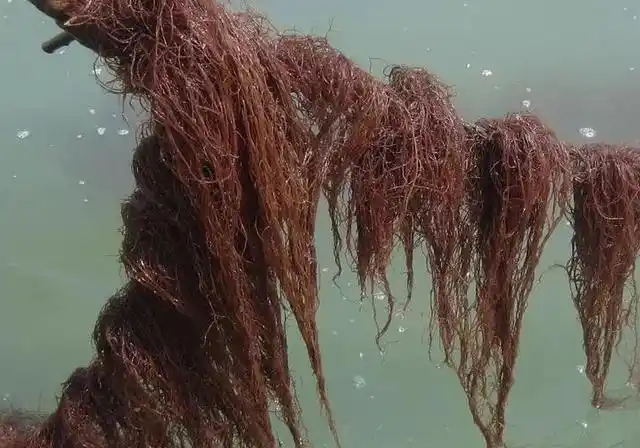 海水上长出來的龙须菜,这也是一种海水藻类植物,因此只有生长在海里边