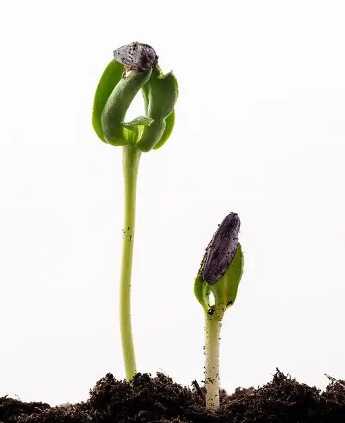 在白色背景上的一株正在发芽的向日葵幼苗的茎和叶.图片