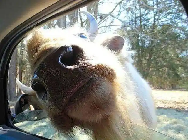 笑死人不偿命的搞笑动物(组图)