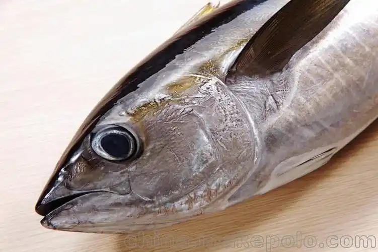 北京进口冻狭鳕鱼报关报检注意事项