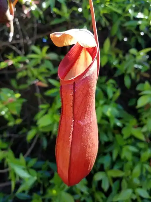 猪笼草-捕虫小能手