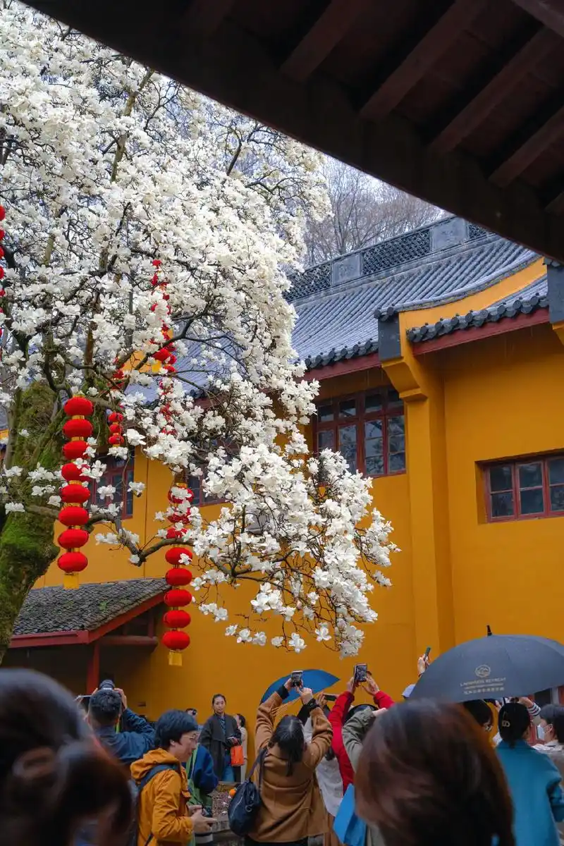 杭州法喜寺500年古玉兰盛开!雨天更美.图片告诉你 白玉兰与 - 抖音