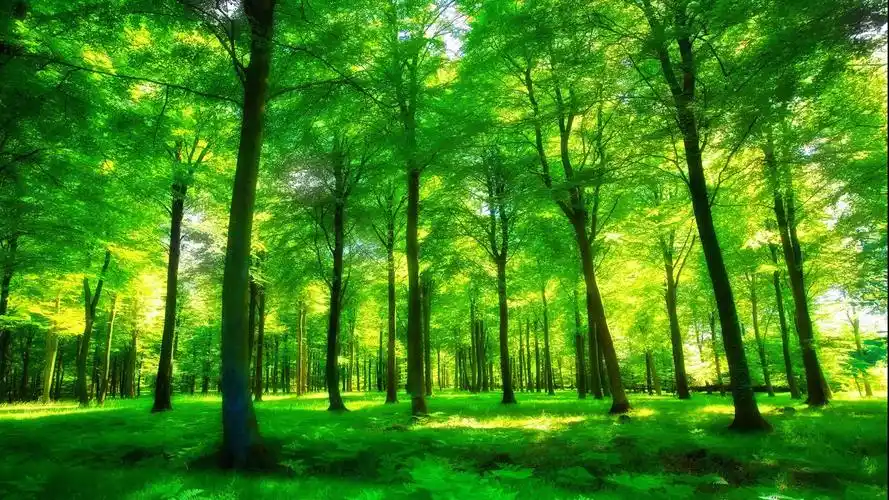 绿色森林壁纸图片_养眼的森林美景