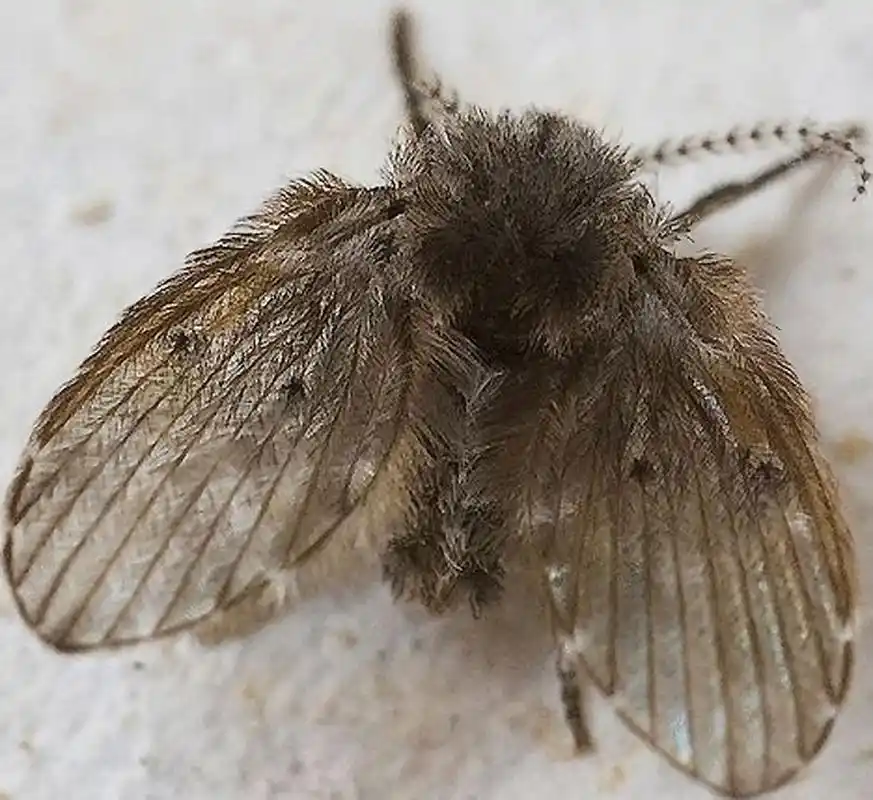 卫生间里的小飞虫——蛾蠓  一种小虫子很容易出现在卫生间里,这种小