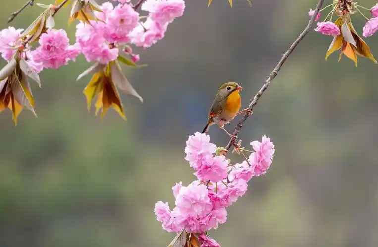 江西武宁鸟语花香入画来