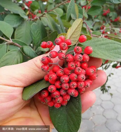 红山楂果,野山楂上红