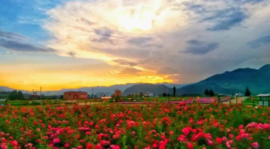 写美篇2020年8月太白县将举办以"赏花海·游慢城·助脱贫·奔小康"为