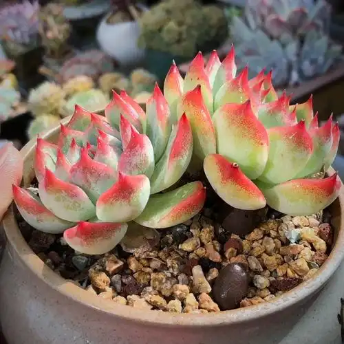 双头老桩吉娃娃 23894