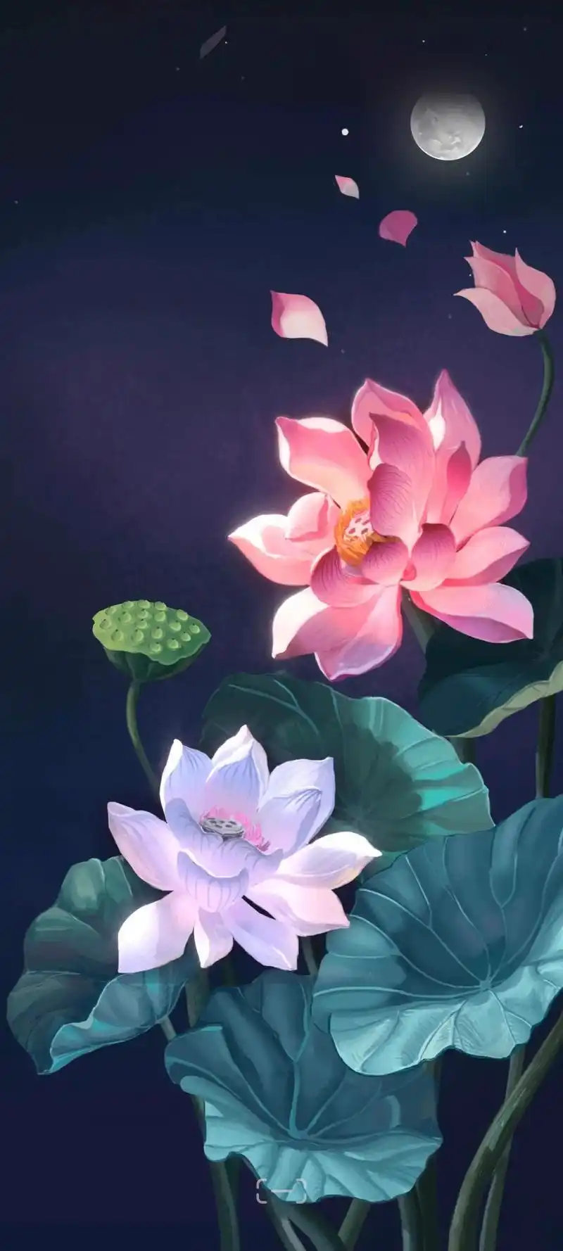 唯美荷花全面屏手机壁纸