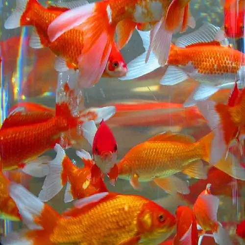 红草鱼锦鲫鱼龙鱼饲料活体鱼冷水鱼活体鱼批发5-7厘米当年鱼苗