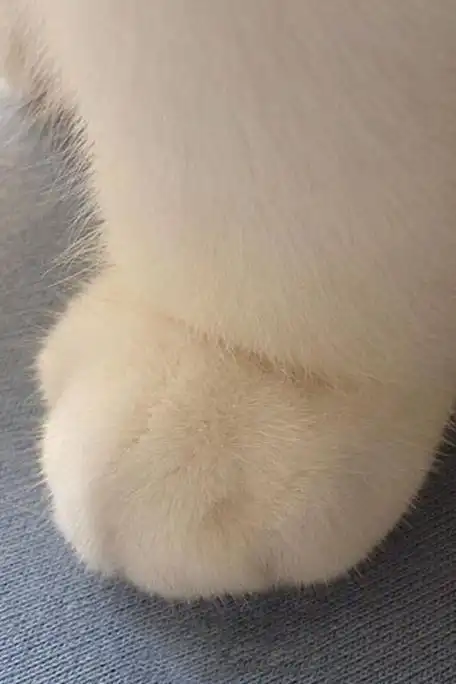 可爱猫爪简直萌手机壁纸