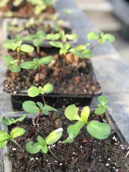 种植的向日葵苗出芽情况良好