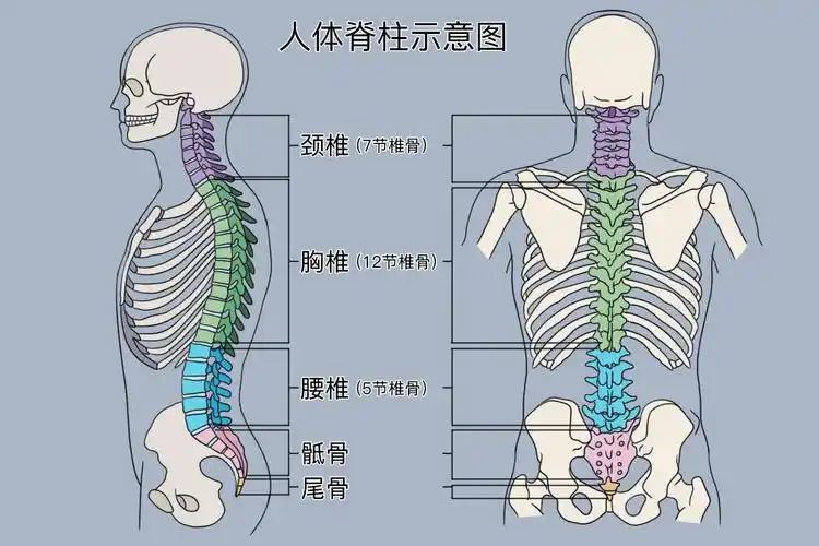 位置,因此具有重要的作用,腰椎和骶骨的主要作用就是支撑躯干和保护