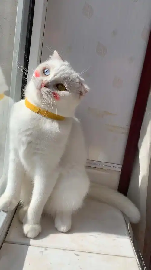 纯白异瞳英短喵～米粒