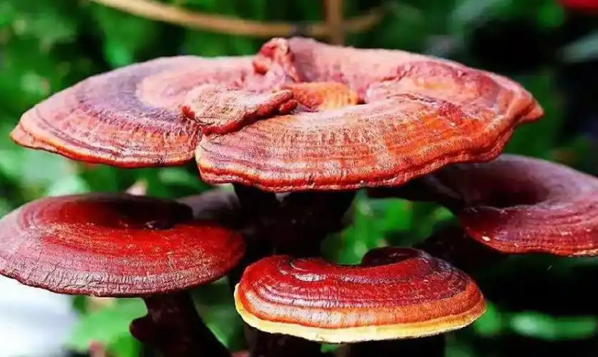 苹果绿 中药大全 灵芝在日常生活中,随着人们养生 保健意识逐步提升