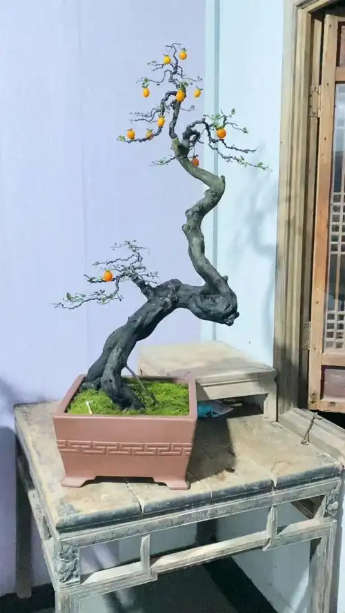 金弹子盆景作品欣赏