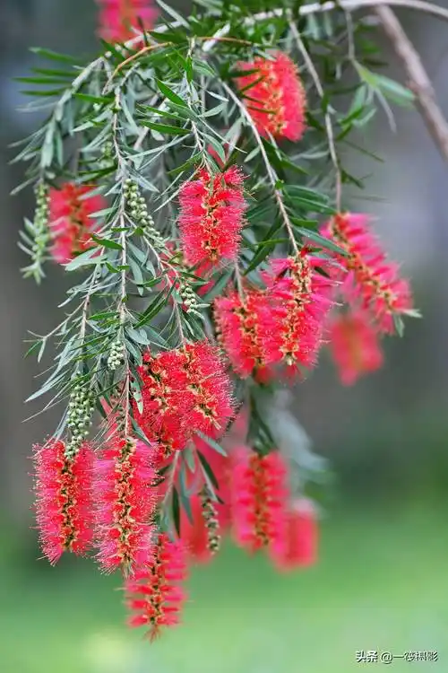 美花欣赏串钱柳又名垂枝红千层