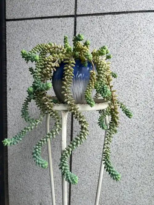 玉缀多肉两年的变化