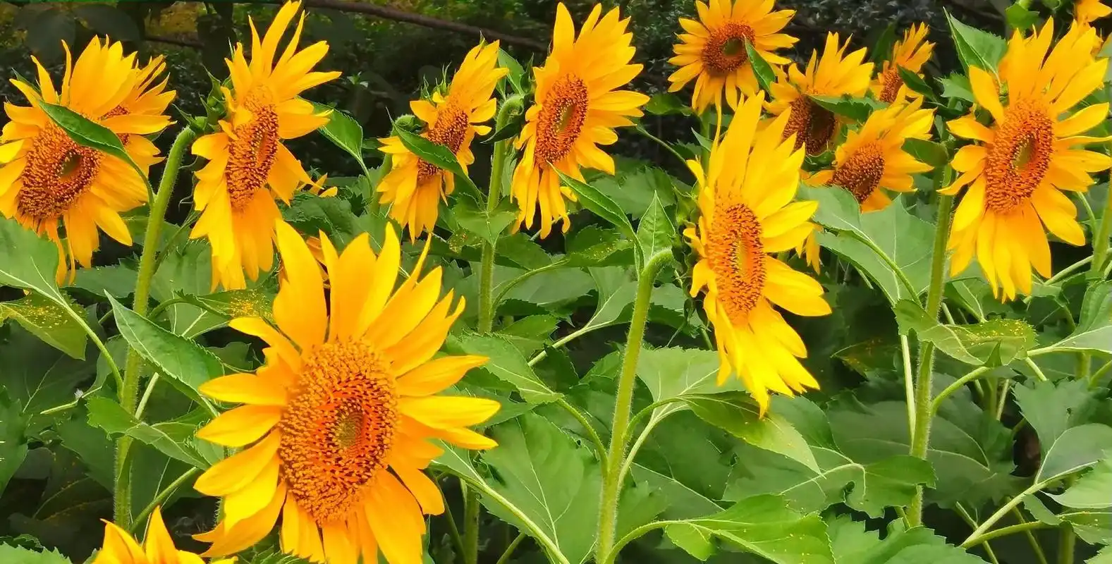 向日葵,花儿黄,朵朵花儿向太阳.向日葵是向往光明的花,它挺直 - 抖音