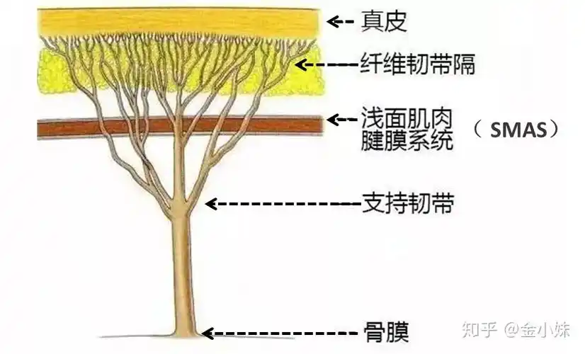 面部组织分层图解如下~~~软组织层次面部软组织由外向内分为5层:皮肤