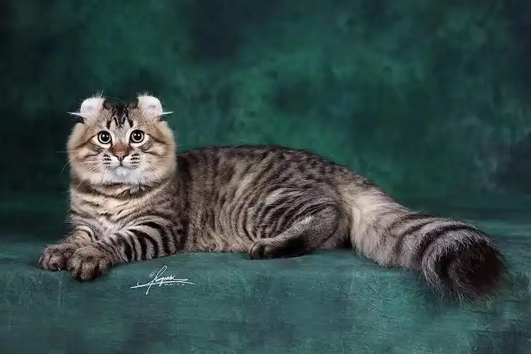 每日一猫 卷耳猫