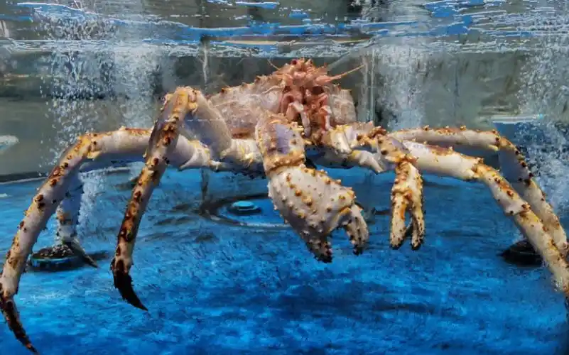 堪比水族馆的海鲜店!深海帝王蟹,花蛤,扇贝,生蚝