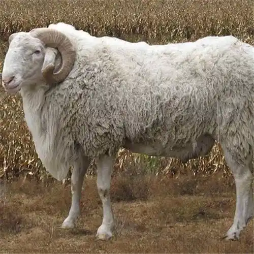 小尾寒羊大型养殖繁育基地三个月的小尾寒羊多少钱一只