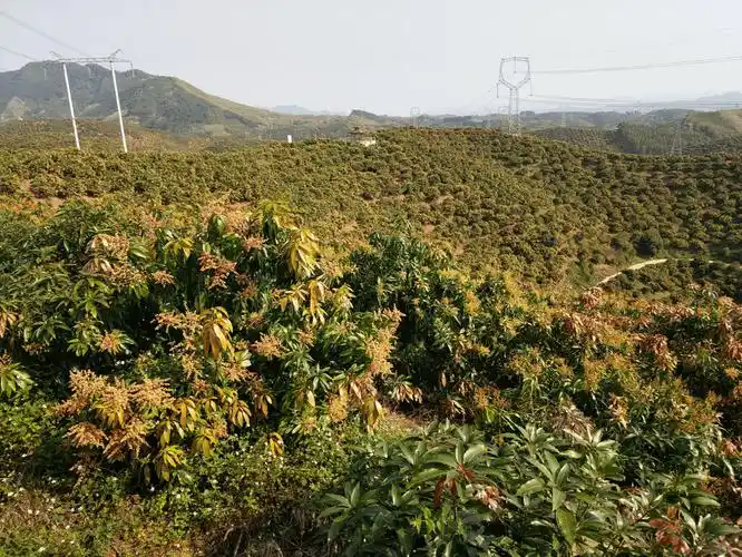 广西田东县科技特派员入园放蝇辅助芒果授粉提高座果率