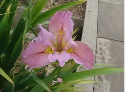 路易斯安娜鸢尾2号 浅粉色大花 常绿鸢尾水生陆生庭院绿化