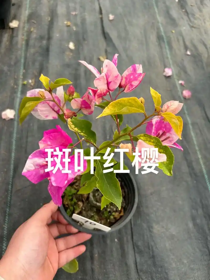 三角梅品种真的太多了.集美们,你们都有多少品种了,评论区打个 - 抖音