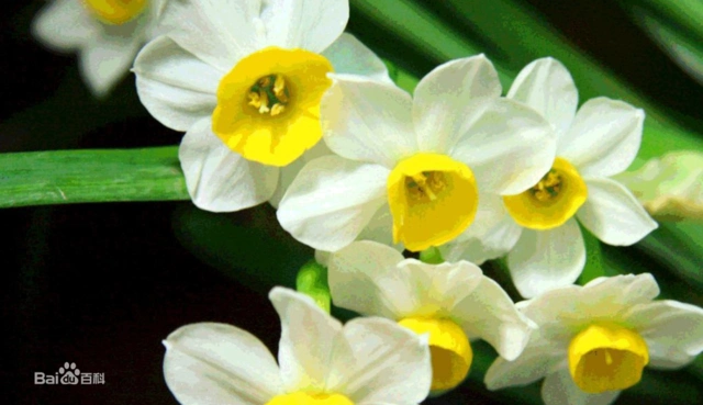 绿菟葵的叶柄长5～8厘米,有软毛.