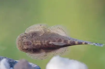 p>细尾贵州爬岩鳅, i>beaufortia kweichowensis gracilicauda /i>