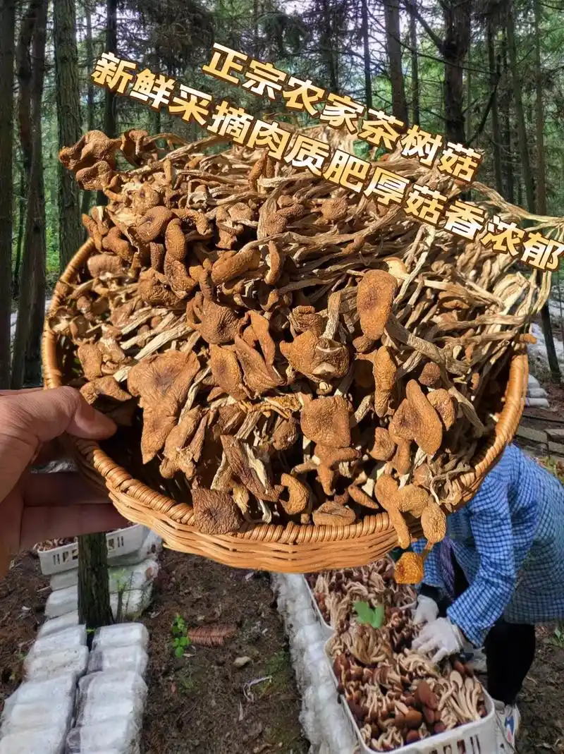 正宗农家茶树菇