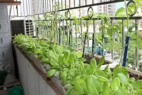 阳台种菜方法效果图案例