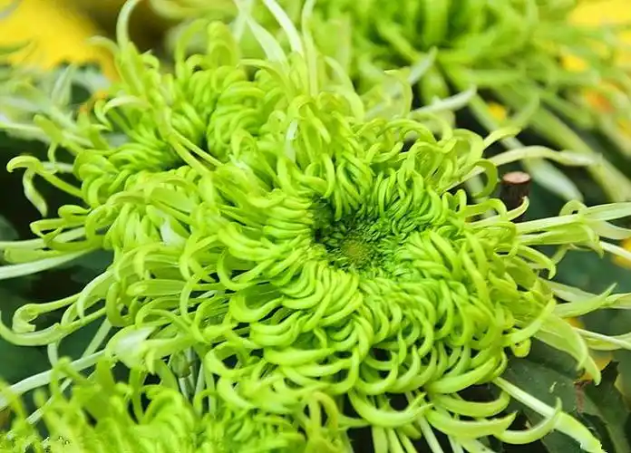 百花园1348绿色菊花3
