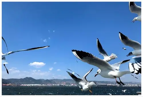 昆明海埂大坝戏海鸥! - 美篇