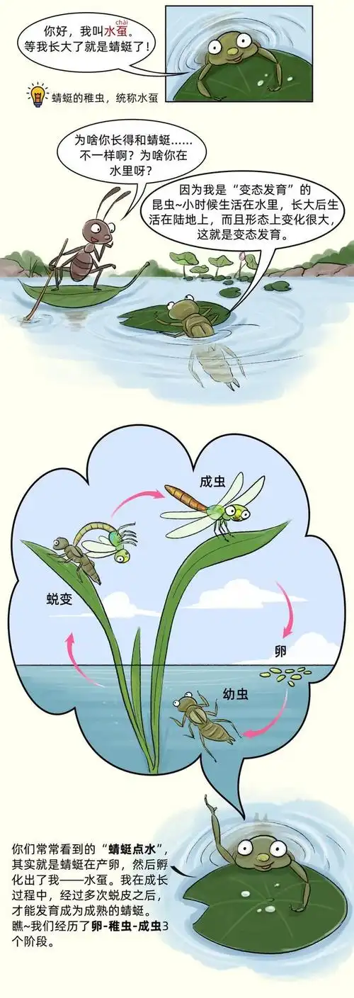 静翠湖蜻蜓的小日常(上篇)