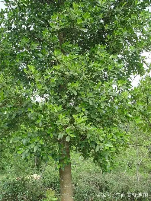 十多年前广西农村的美食生活,看看都吃什么了