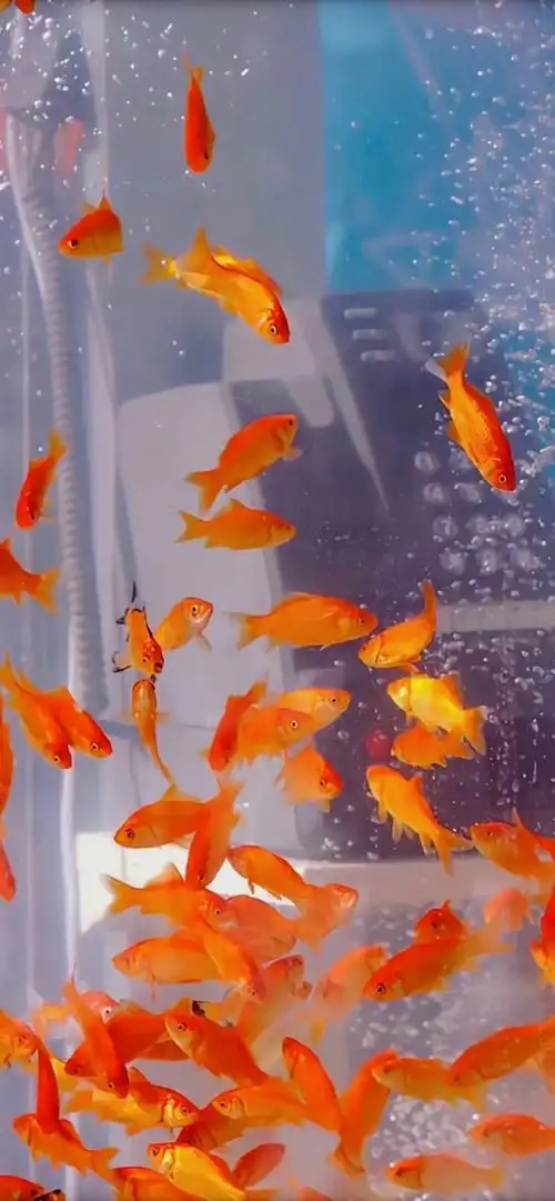 壁纸 金鱼