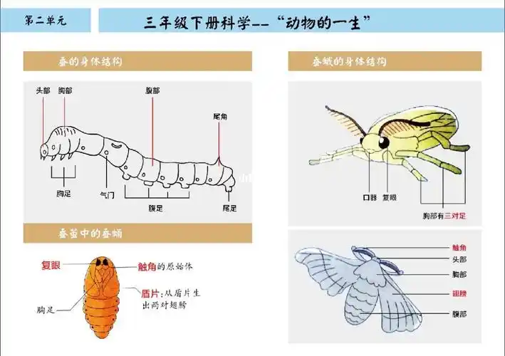 蚕的身体结构#三年级下册科学 #科学第二单元期末复习 #科学思维导图