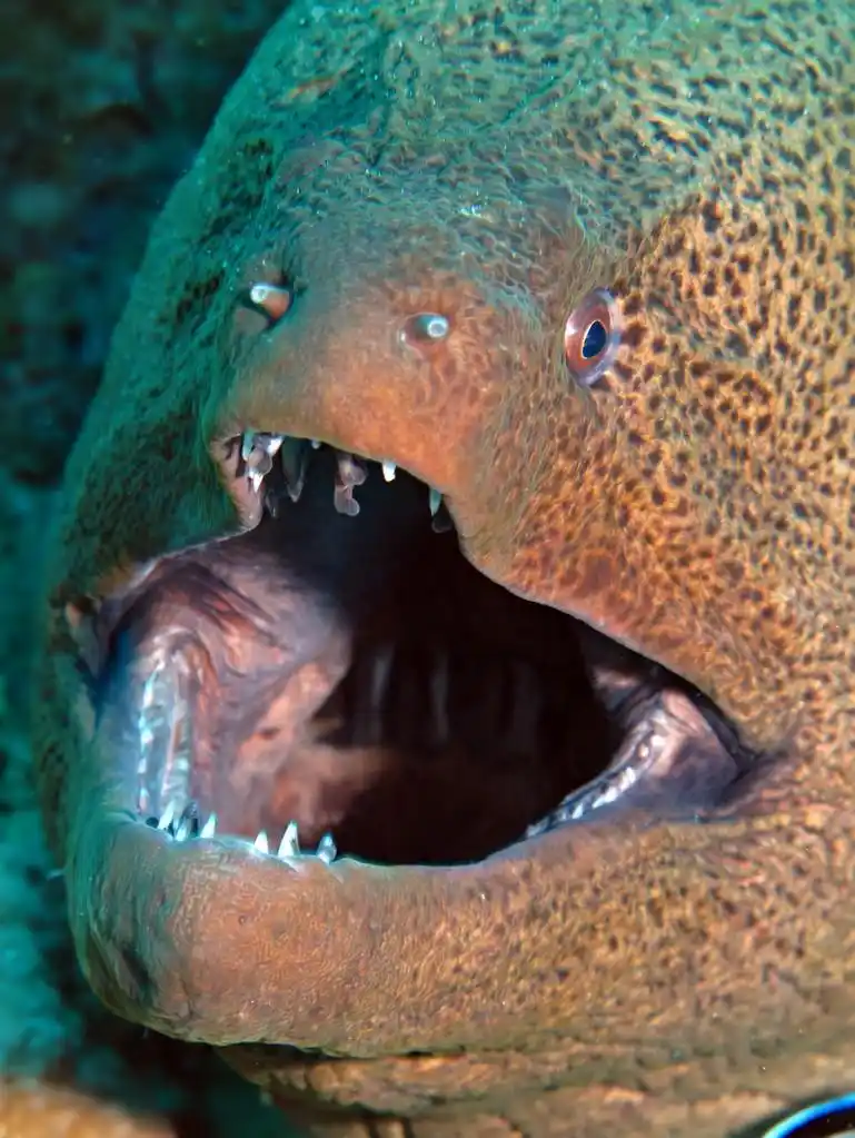 巨型海鳗,巨型马里 (gymnothorax 之感病率).