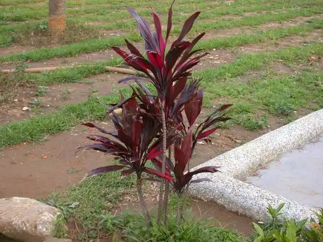 朱蕉.见百度:http://baike.baidu.com/view/99071.htm?fr=aladdin