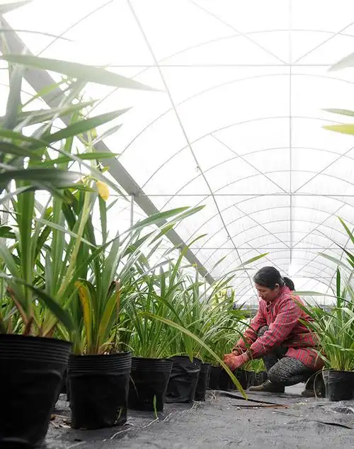 11月28日,荔浦市双江镇永坪村兰花种植示范基地,花农在查看兰花生长