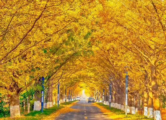 临沂郯城出现一条金光大道成为摄影爱好者争相拍摄的地方