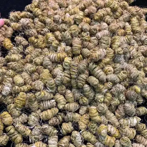 特大铁皮石斛粒298一斤10斤288胶质特别