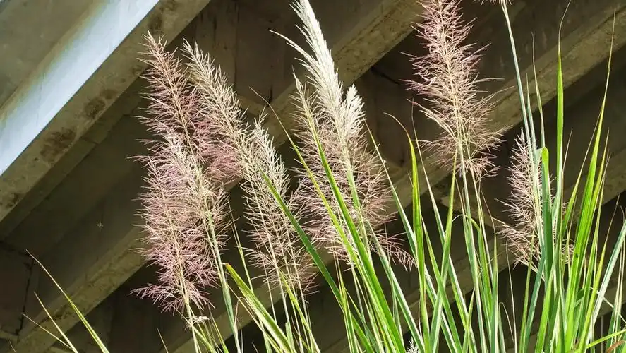 巴茅花盛开的季节