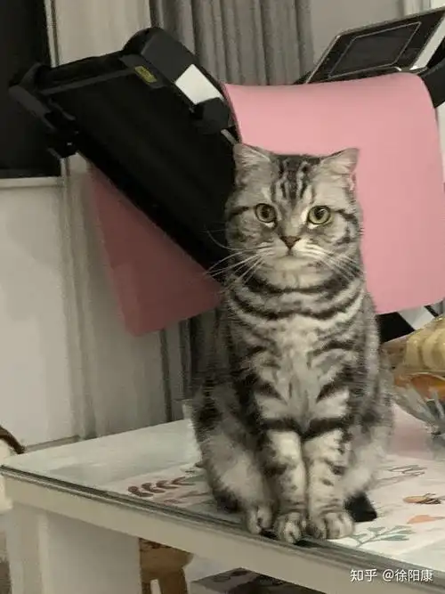 一岁多的美短没发腮还有机会发腮吗?